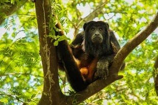 Viruela del mono: la Organización Mundial de la Salud pidió “no matar a los animales” por miedo al contagio de la enfermedad